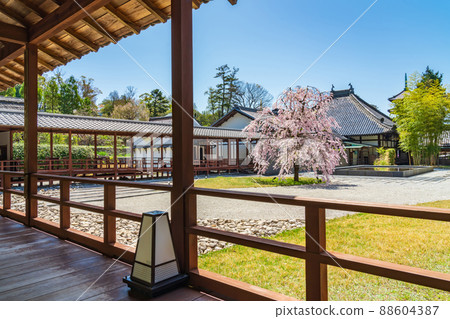 Fumonen of Hachikoyama Kosho-ji Temple, cherry blossoms in full bloom <Nagoya City, Aichi Prefecture> Fumonen of Hachikoyama Kosho-ji Temple, cherry blossoms in full bloom <Nagoya City, Aichi Prefecture> 88604387