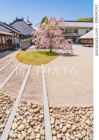 Fumonen of Hachikoyama Kosho-ji Temple, cherry blossoms in full bloom <Nagoya City, Aichi Prefecture> Fumonen of Hachikoyama Kosho-ji Temple, cherry blossoms in full bloom <Nagoya City, Aichi Prefecture> 88604393