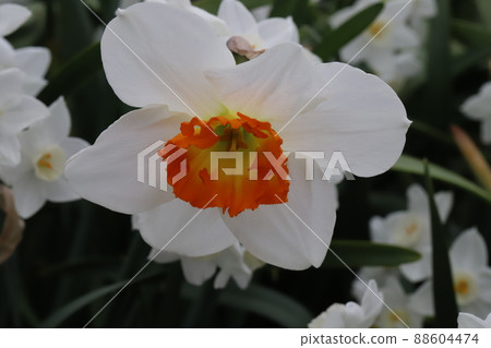 Narcissus flowers in cups blooming in the garden of early spring in Japan 88604474