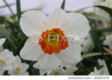Narcissus flowers in cups blooming in the garden of early spring in Japan Narcissus flowers in cups blooming in the garden of early spring in Japan 88604476
