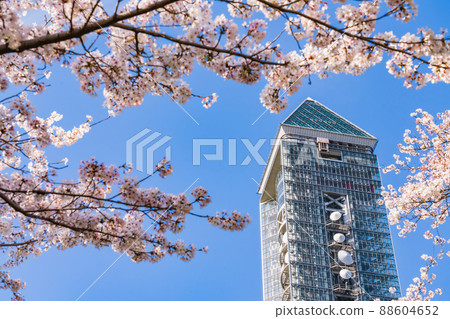 Higashiyama Sky Tower, cherry blossoms in full bloom <Nagoya City, Aichi Prefecture> 88604652