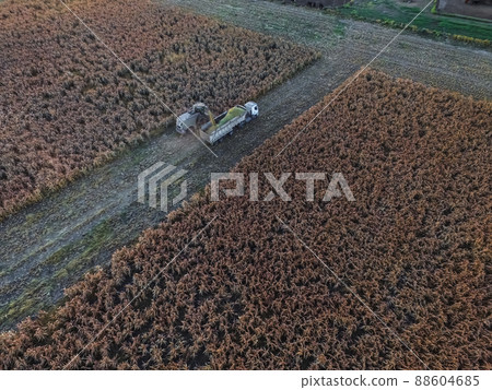 Sorghum harvest, in La Pampa, Argentina 88604685