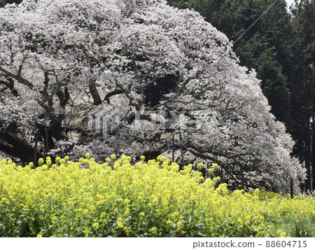 Yoshitaka's Big Cherry Blossoms (Mountain Cherry Blossoms) 88604715