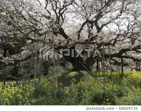 Yoshitaka's Big Cherry Blossoms (Mountain Cherry Blossoms) 88604716