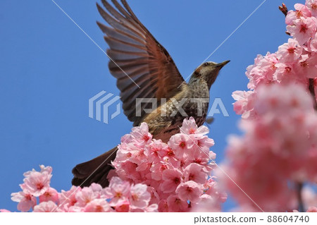 Cherry Blossoms and Birds 88604740