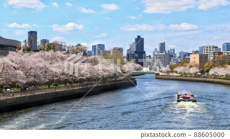 cherry blossom season 88605000
