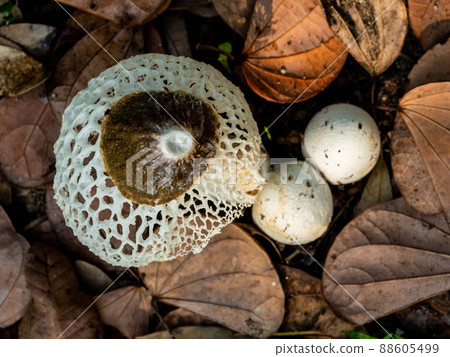 Dancing mushroom growing on the ground full of dry leaves Dancing mushroom growing on the ground full of dry leaves 88605499