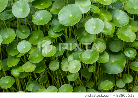 Leaves of Water Pennywort as the green background Leaves of Water Pennywort as the green background 88605532