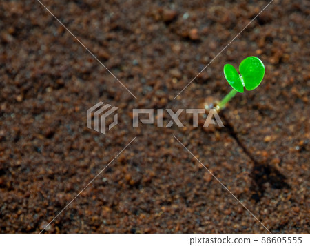 Young seedlings growth on moist soil Young seedlings growth on moist soil 88605555