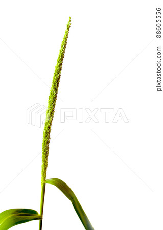 Close up the freshness jungle rice weed on white backgroud 88605556