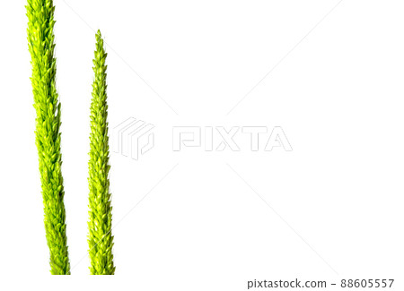 Close up the freshness jungle rice weed on white backgroud 88605557