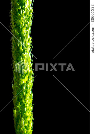 Close up the freshness jungle rice weed on black backgroud 88605558
