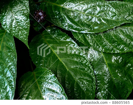Congo fig Dorstenia Elata Glossy and dark green leaf surface of rainforest plants Congo fig Dorstenia Elata Glossy and dark green leaf surface of rainforest plants 88605565