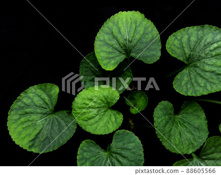 Green leaves of Viola plant on Black background 88605566