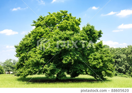 Landscape with green and blue sky 88605620