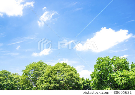 Fresh green and blue sky Fresh green and blue sky 88605621
