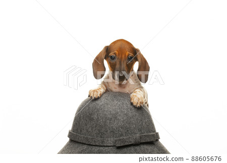 image of dog hat white background image of dog hat white background 88605676