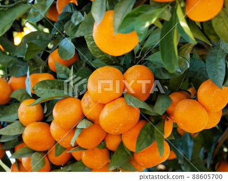 長滿橘子的橘子樹(熊本縣玉名市天水) 長滿橘子的橘子樹(熊本縣玉名市天水) 88605700