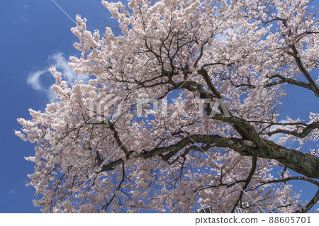 茨城縣日立市平和大道上的櫻花 茨城縣日立市平和大道上的櫻花 88605701