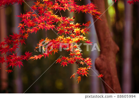Photographing the autumn leaves of Jizo-in Temple in Nishikyo-ku, Kyoto 88605994