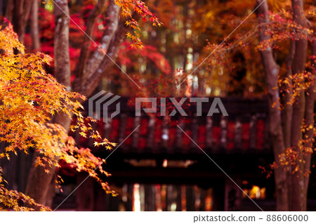 Photographing the autumn leaves of Jizo-in Temple in Nishikyo-ku, Kyoto Photographing the autumn leaves of Jizo-in Temple in Nishikyo-ku, Kyoto 88606000