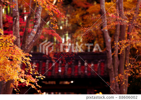 Photographing the autumn leaves of Jizo-in Temple in Nishikyo-ku, Kyoto Photographing the autumn leaves of Jizo-in Temple in Nishikyo-ku, Kyoto 88606002