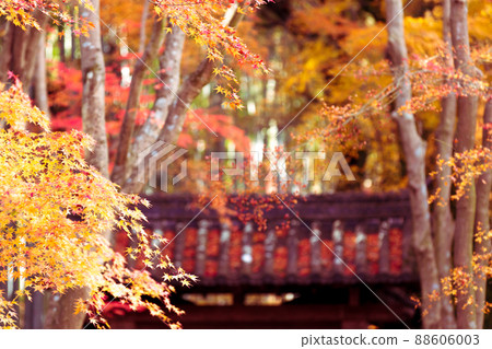 Photographing the autumn leaves of Jizo-in Temple in Nishikyo-ku, Kyoto Photographing the autumn leaves of Jizo-in Temple in Nishikyo-ku, Kyoto 88606003