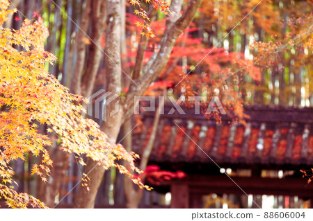 Photographing the autumn leaves of Jizo-in Temple in Nishikyo-ku, Kyoto Photographing the autumn leaves of Jizo-in Temple in Nishikyo-ku, Kyoto 88606004