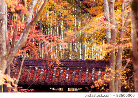 Photographing the autumn leaves of Jizo-in Temple in Nishikyo-ku, Kyoto Photographing the autumn leaves of Jizo-in Temple in Nishikyo-ku, Kyoto 88606006