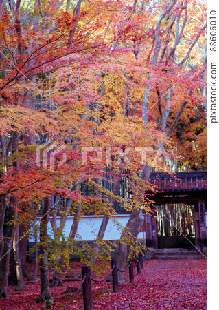 Photographing the autumn leaves of Jizo-in Temple in Nishikyo-ku, Kyoto Photographing the autumn leaves of Jizo-in Temple in Nishikyo-ku, Kyoto 88606010