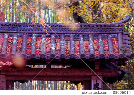 Photographing the autumn leaves of Jizo-in Temple in Nishikyo-ku, Kyoto Photographing the autumn leaves of Jizo-in Temple in Nishikyo-ku, Kyoto 88606014