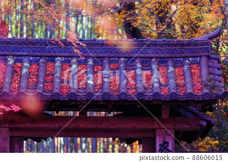 Photographing the autumn leaves of Jizo-in Temple in Nishikyo-ku, Kyoto Photographing the autumn leaves of Jizo-in Temple in Nishikyo-ku, Kyoto 88606015