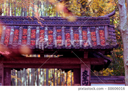 Photographing the autumn leaves of Jizo-in Temple in Nishikyo-ku, Kyoto Photographing the autumn leaves of Jizo-in Temple in Nishikyo-ku, Kyoto 88606016