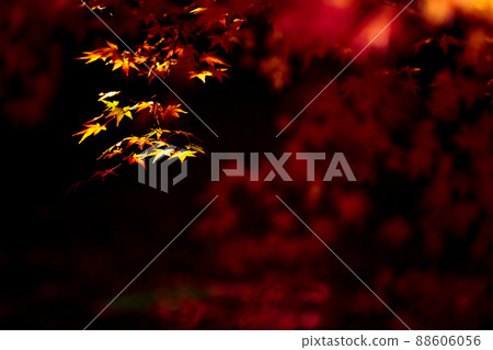 Photographing the autumn leaves of Jizo-in Temple in Nishikyo-ku, Kyoto 88606056