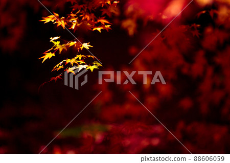 Photographing the autumn leaves of Jizo-in Temple in Nishikyo-ku, Kyoto 88606059