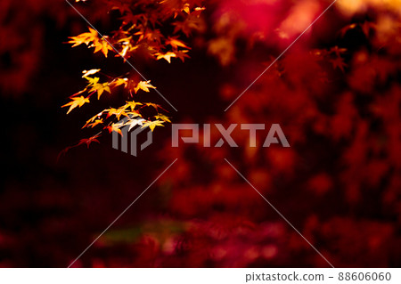 Photographing the autumn leaves of Jizo-in Temple in Nishikyo-ku, Kyoto 88606060