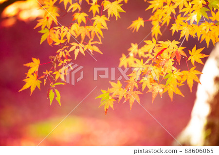 Photographing the autumn leaves of Jizo-in Temple in Nishikyo-ku, Kyoto Photographing the autumn leaves of Jizo-in Temple in Nishikyo-ku, Kyoto 88606065