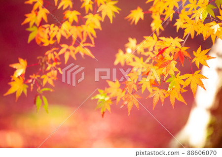 Photographing the autumn leaves of Jizo-in Temple in Nishikyo-ku, Kyoto 88606070