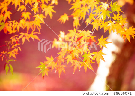 Photographing the autumn leaves of Jizo-in Temple in Nishikyo-ku, Kyoto 88606071