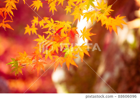 Photographing the autumn leaves of Jizo-in Temple in Nishikyo-ku, Kyoto Photographing the autumn leaves of Jizo-in Temple in Nishikyo-ku, Kyoto 88606096