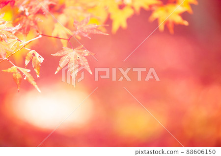 拍攝京都西京區地藏院的秋葉 88606150