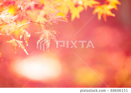 拍攝京都西京區地藏院的秋葉 88606151