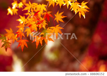 拍攝京都西京區地藏院的秋葉 88606152