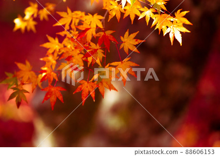 Photographing the autumn leaves of Jizo-in Temple in Nishikyo-ku, Kyoto Photographing the autumn leaves of Jizo-in Temple in Nishikyo-ku, Kyoto 88606153