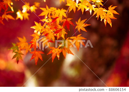 Photographing the autumn leaves of Jizo-in Temple in Nishikyo-ku, Kyoto Photographing the autumn leaves of Jizo-in Temple in Nishikyo-ku, Kyoto 88606154