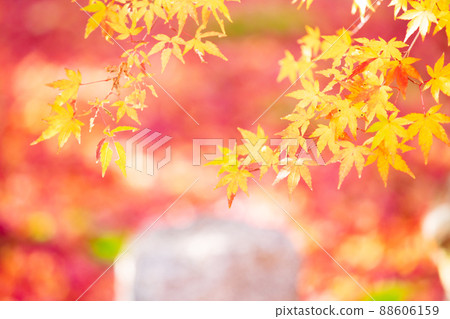 Photographing the autumn leaves of Jizo-in Temple in Nishikyo-ku, Kyoto Photographing the autumn leaves of Jizo-in Temple in Nishikyo-ku, Kyoto 88606159