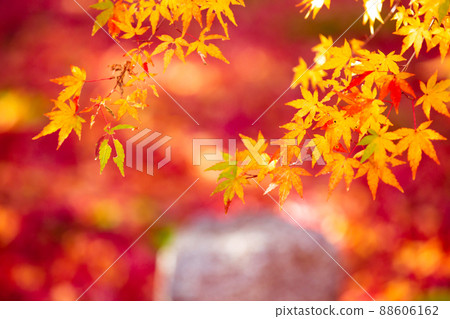 Photographing the autumn leaves of Jizo-in Temple in Nishikyo-ku, Kyoto Photographing the autumn leaves of Jizo-in Temple in Nishikyo-ku, Kyoto 88606162