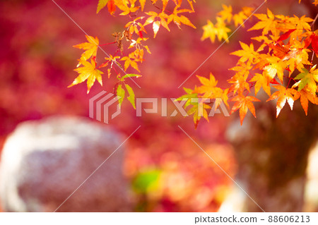 拍攝京都西京區地藏院的秋葉 88606213