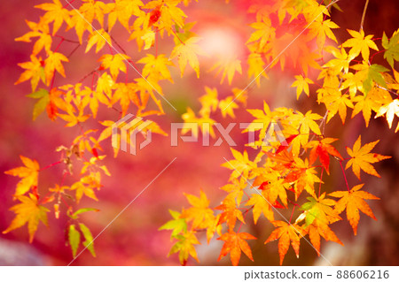 Photographing the autumn leaves of Jizo-in Temple in Nishikyo-ku, Kyoto Photographing the autumn leaves of Jizo-in Temple in Nishikyo-ku, Kyoto 88606216