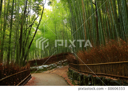 荒涼的嵐山:竹林小徑,陽光透過樹梢灑下斑駁的光影。 荒涼的嵐山:竹林小徑,陽光透過樹梢灑下斑駁的光影。 88606333